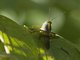 Javanese Grasshopper (Valanga nigricornis)