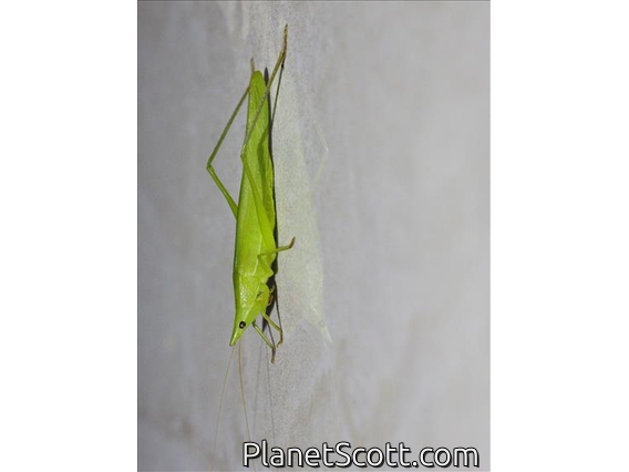 Conehead (Copiphorini sp)
