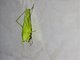 Conehead (Copiphorini sp)