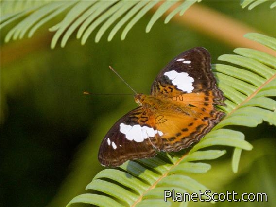 Commander (Moduza procris)