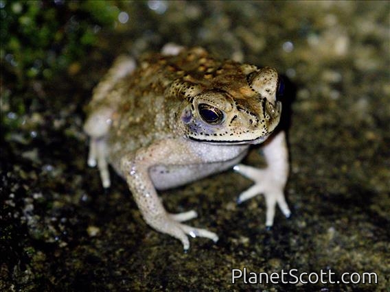 Asian Common Toad (Duttaphrynus melanostictus)