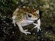 Asian Common Toad (Duttaphrynus melanostictus)