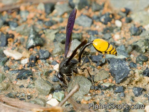 Potter Wasp (Phimenes flavopictus)