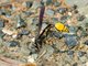Potter Wasp (Phimenes flavopictus)
