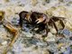 Marsh Crab (Sesarmidae sp)