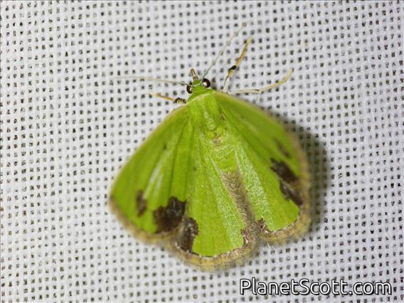 Emerald Moth (Comibaena attenuata)