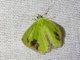 Emerald Moth (Comibaena attenuata)