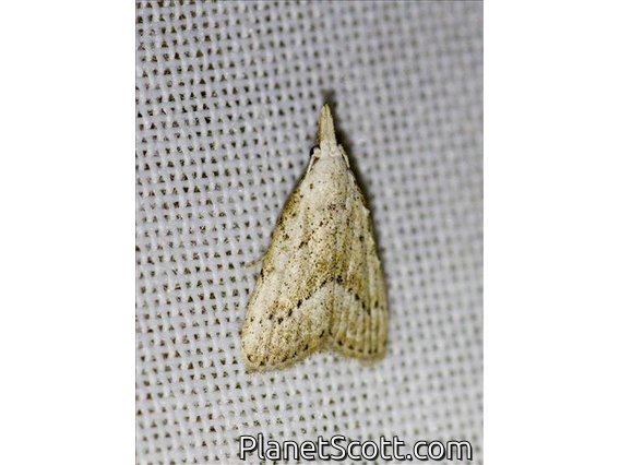 Tufted Moth (Meganola brunellus)