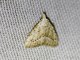Tufted Moth (Meganola brunellus)