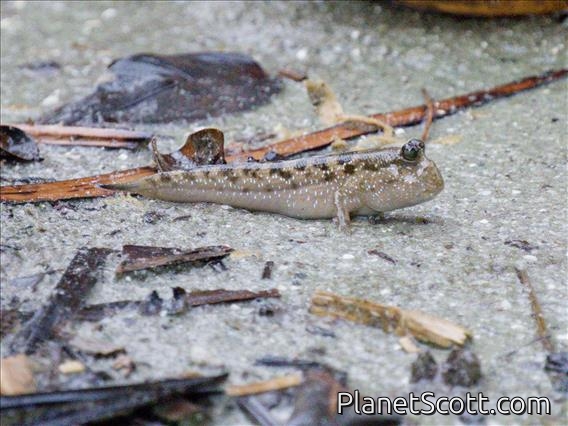 Barred Mudskipper (Periophthalmus argentilineatus)