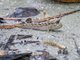 Barred Mudskipper (Periophthalmus argentilineatus)