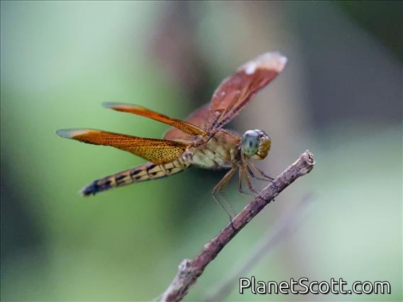 Straight-edge Red Parasol (Neurothemis terminata)