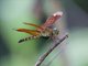 Straight-edge Red Parasol (Neurothemis terminata)