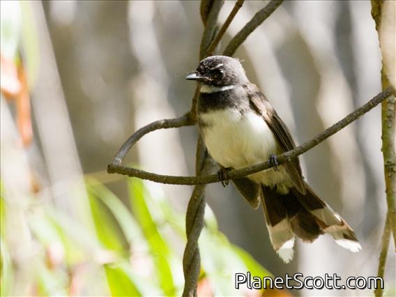 Malaysian Pied-Fantail (Rhipidura javanica)