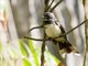 Malaysian Pied-Fantail (Rhipidura javanica)