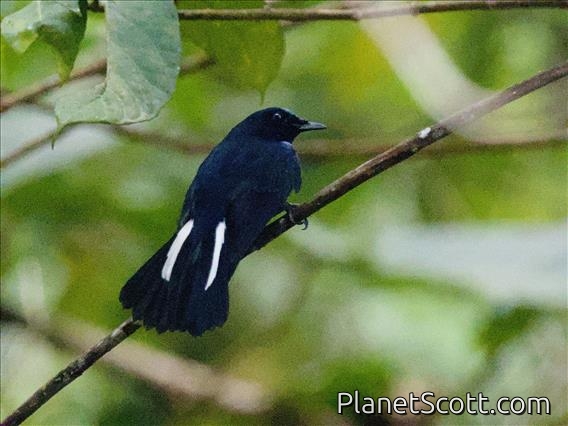 White-tailed Robin (Myiomela leucura)