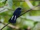 White-tailed Robin (Myiomela leucura)