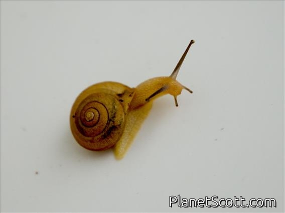 Asian Tramp Snail (Bradybaena similaris)