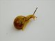 Asian Tramp Snail (Bradybaena similaris)