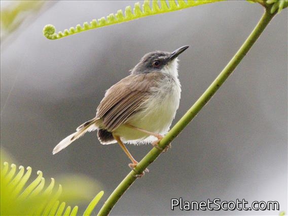 Rufescent Prinia (Prinia rufescens)