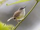 Rufescent Prinia (Prinia rufescens)