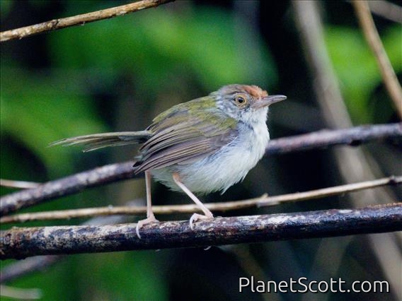 Common Tailorbird (Orthotomus sutorius)