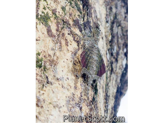 Formosa Gliding Lizard (Draco formosus)