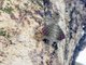Formosa Gliding Lizard (Draco formosus)