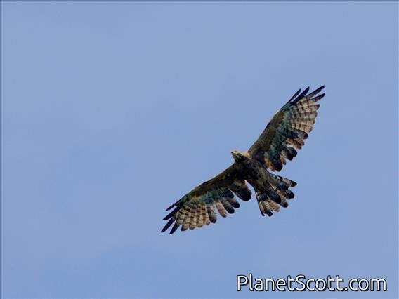 Oriental Honey-buzzard (Pernis ptilorhynchus)