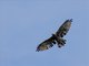 Oriental Honey-buzzard (Pernis ptilorhynchus)