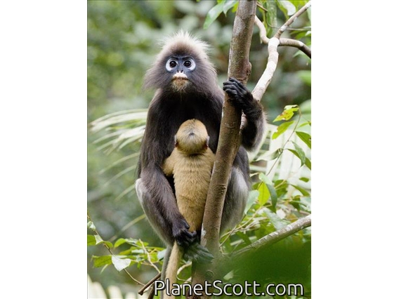 Dusky Leaf Monkey (Trachypithecus obscurus)