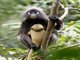 Dusky Leaf Monkey (Trachypithecus obscurus)