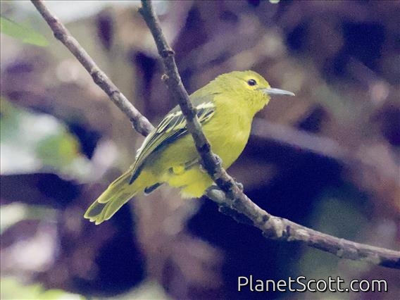 Common Iora (Aegithina tiphia)