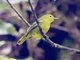 Common Iora (Aegithina tiphia)