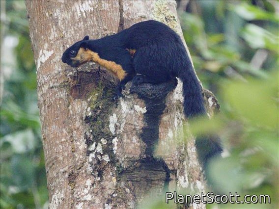 Black Giant Squirrel (Ratufa bicolor)