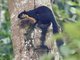 Black Giant Squirrel (Ratufa bicolor)