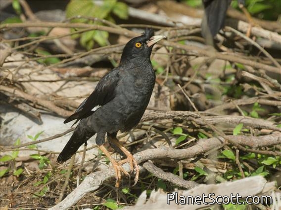 Crested Myna (Acridotheres cristatellus)