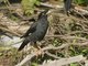 Crested Myna (Acridotheres cristatellus)
