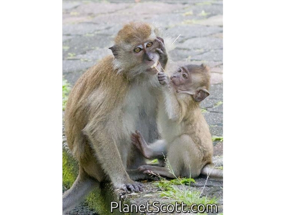 Long-tailed Macaque (Macaca fascicularis)