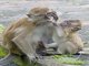 Long-tailed Macaque (Macaca fascicularis)