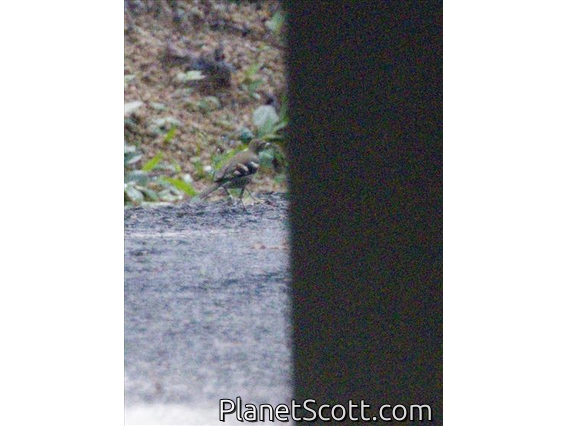 Forest Wagtail (Dendronanthus indicus)
