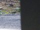 Forest Wagtail (Dendronanthus indicus)