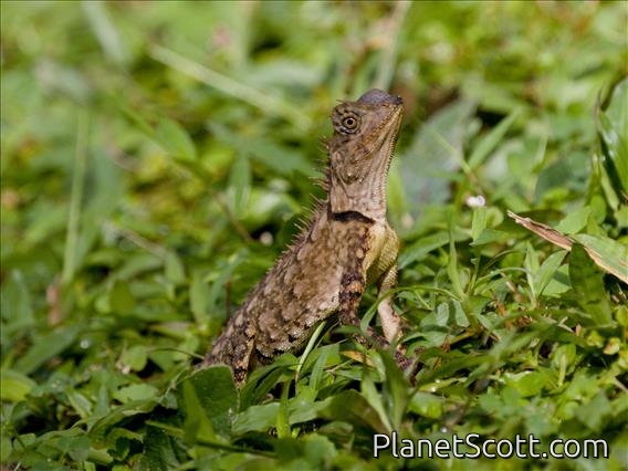 Armored Pricklenape (Acanthosaura armata)