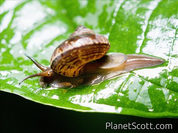 Asian Tramp Snail (Bradybaena similaris)