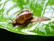 Snail (Cyclophoridae sp)