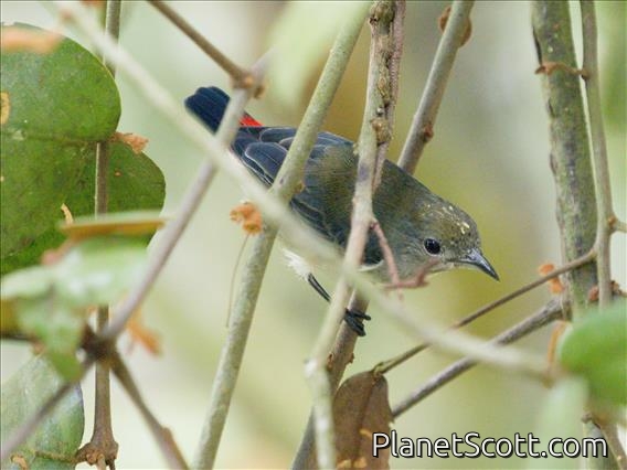 Scarlet-backed Flowerpecker (Dicaeum cruentatum)