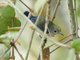 Scarlet-backed Flowerpecker (Dicaeum cruentatum)