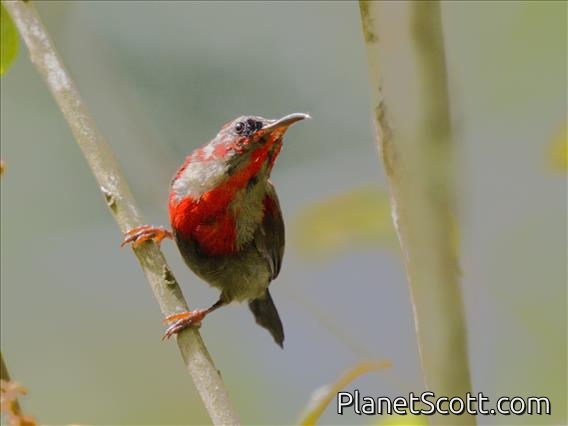 Crimson Sunbird (Aethopyga siparaja)