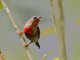 Crimson Sunbird (Aethopyga siparaja)