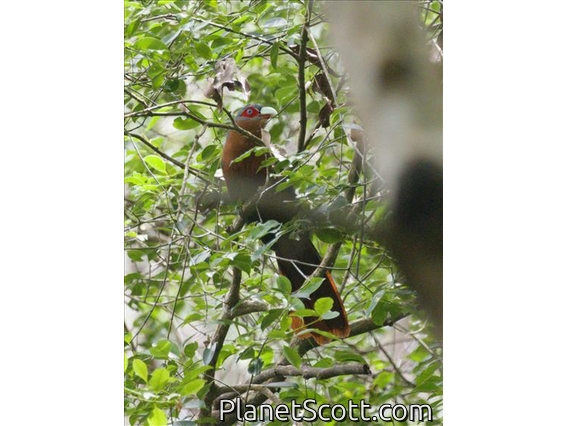 Chestnut-breasted Malkoha (Phaenicophaeus curvirostris)